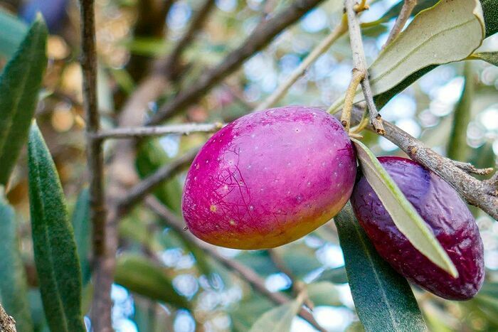 Concours photo Centre national de Pomologie Alès