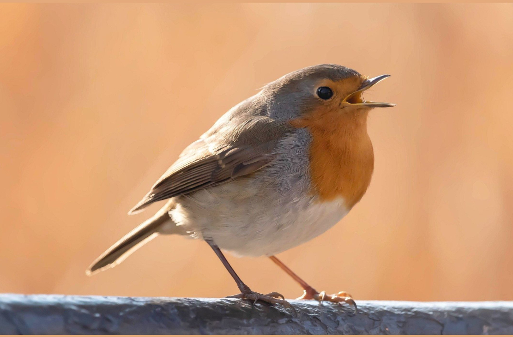 Conférence | La musique des oiseaux Le Bourg Saint-Aubin-de-Lanquais 2026-04-17