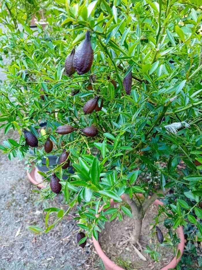 CONFERENCE  - Les agrumes d'extérieur Amphithéatre du Campus the Land Rennes
