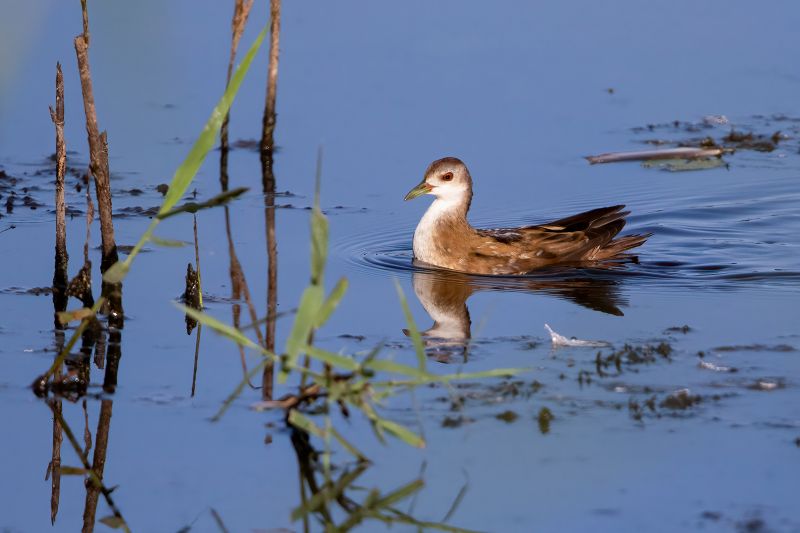 Conférence les marouettes en Brenne Conférence les marouettes en Brenne Mézières-en-Brenne 2026-11-26