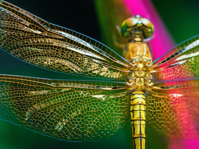 Conférence "libellules fascinantes créatures" à  Saint-Aignan de Grandlieu Espace Vie Locale