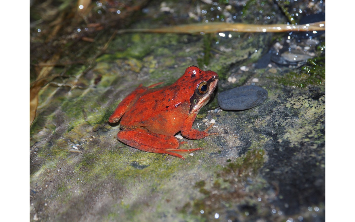 Conférence sur les mythes et légendes autour des amphibiens 11 Rue de la Pléiade Billère 2026-03-19
