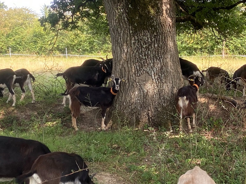 Contes à la Ferme de la Piloterie La Piloterie Rivarennes 2026-07-25