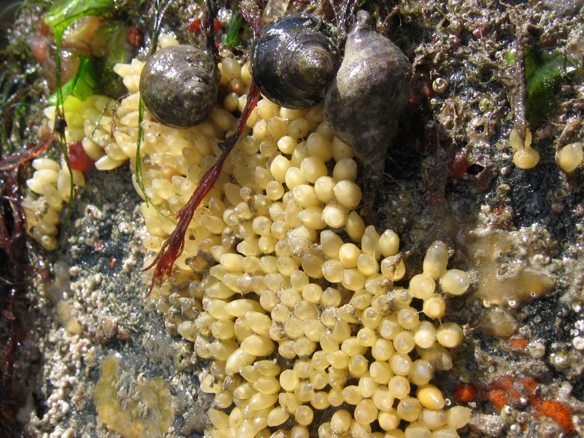 Coquillages et crustacés Coquillages et crustacés Barneville-Carteret 2026-08-12