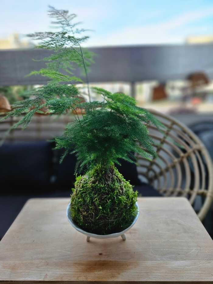 Créez votre kokedama pas à pas 15 Rue Léon Giraud