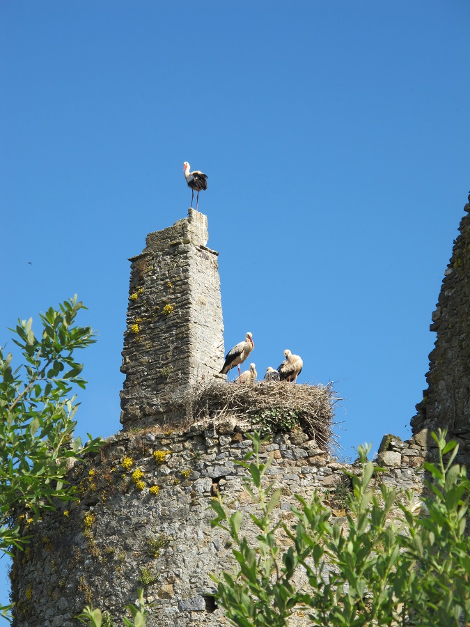 Croquis de terrain au château des cigognes 1 Château de la Rivière Saint-Fromond 2026-04-22