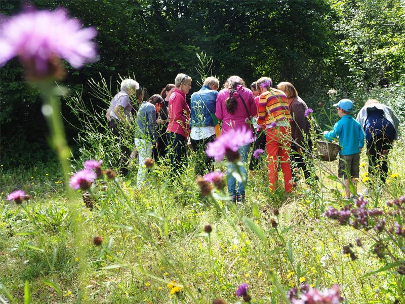 Cueillette et dégustation de plantes sauvages formule brunch 6 rue du Pont Frebécourt 2026-05-28