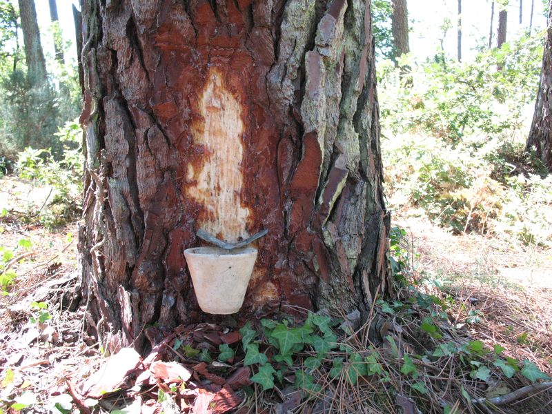 Dans le pin tout est bon découverte du gemmage  Lanton 2026-04-15