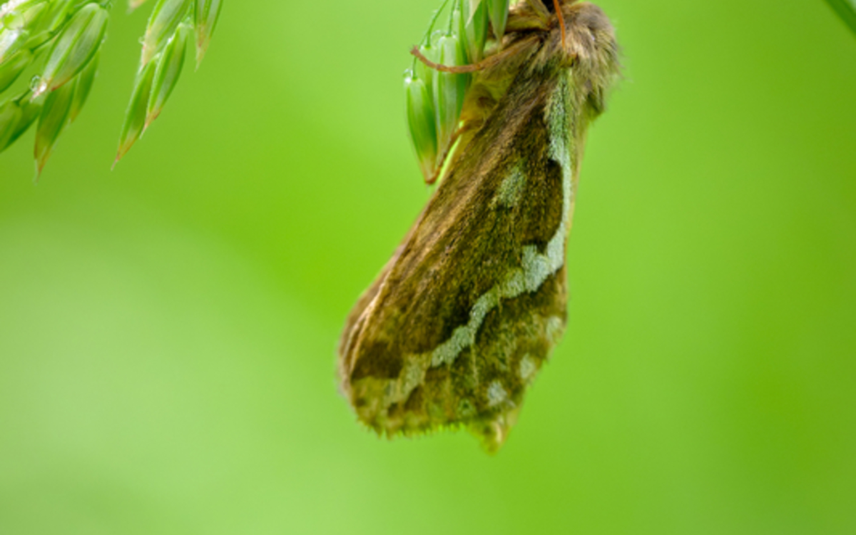 Danse sous la lune : les insectes nocturnes Maison Paris Nature  Paris