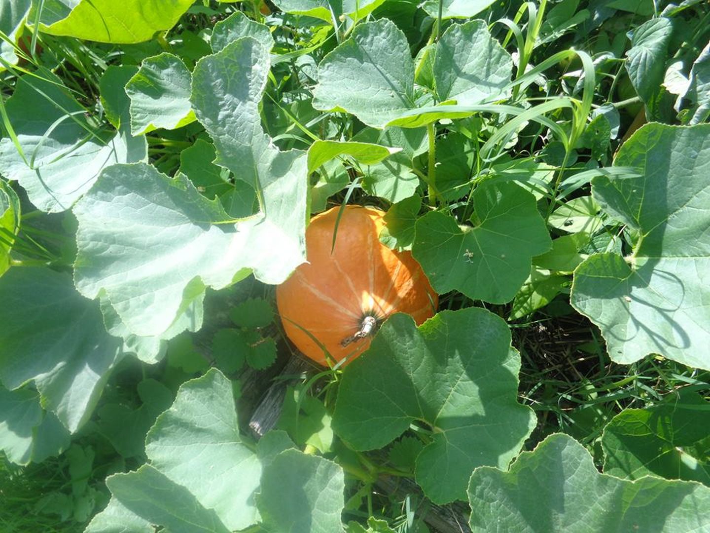 De ferme en ferme Les Jardins du Bergons 6 route de Madiran Crouseilles 2026-04-26