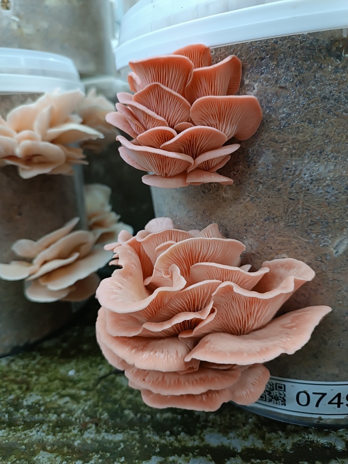 Découverte de la culture des champignons tropicaux Karulium Vieux-Habitants