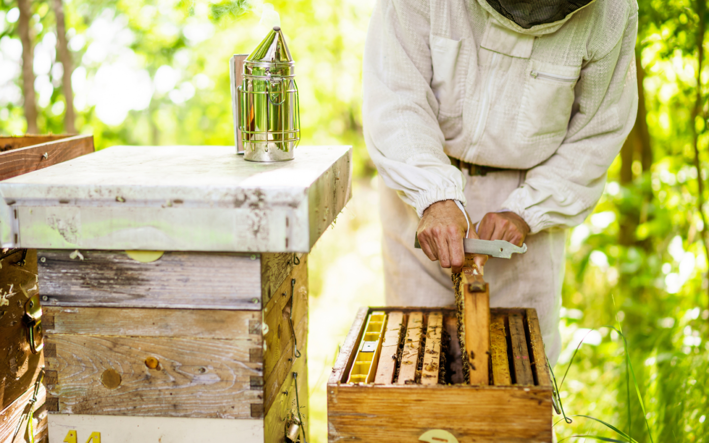 Découverte de l&rsquo;apiculture et de l&rsquo;abeille noire des Landes Route de la plage Biscarrosse