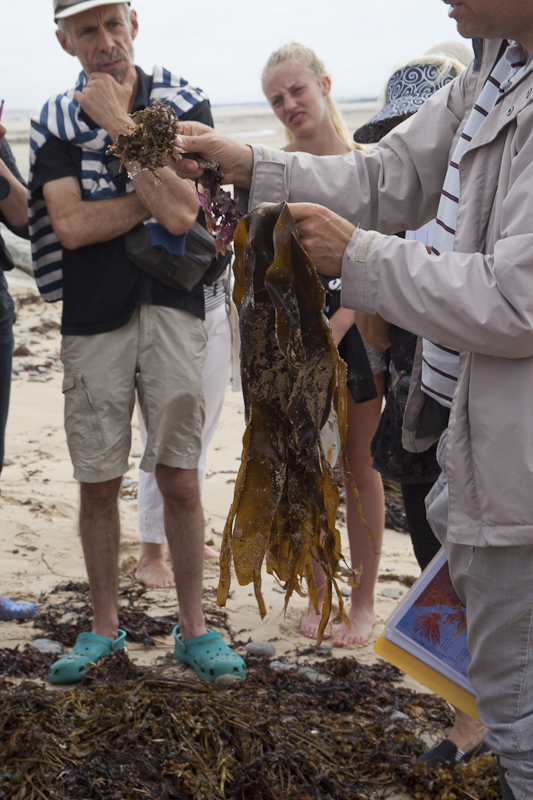 Découverte des algues de la laisse de mer  Saint-Germain-sur-Ay 2026-05-23