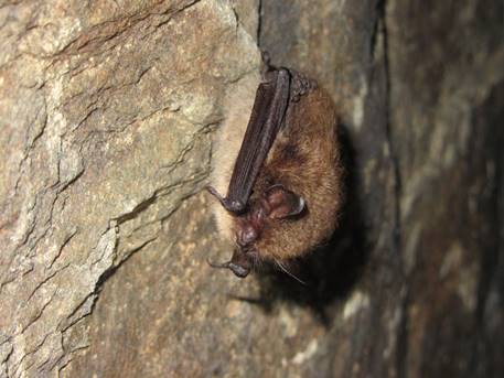 Découverte des chauves-souris Lieu de rdv indiqué lors de l'inscription. Senonches 2026-08-29