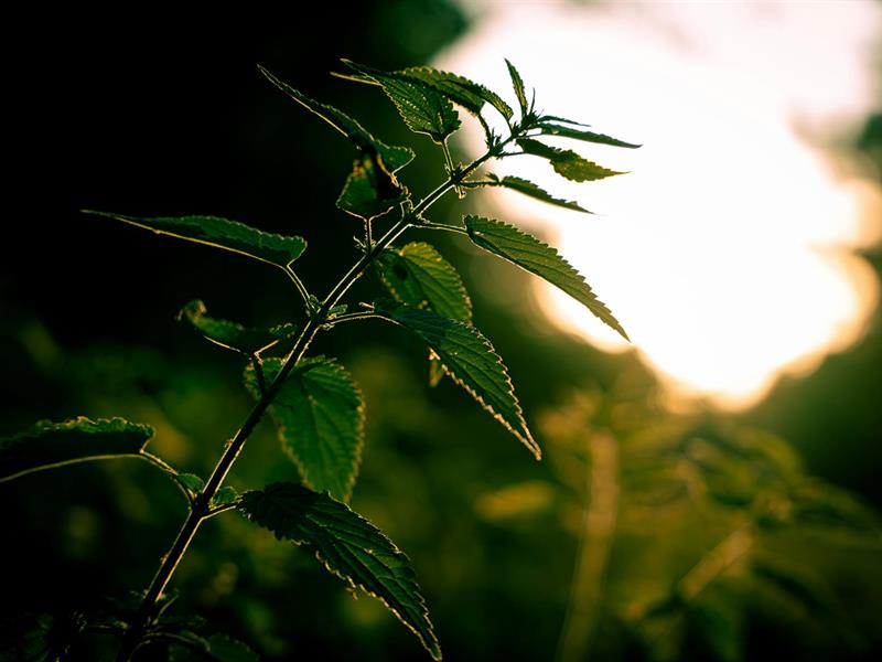 Découverte des plantes du printemps Ancienne école de Hellering Hombourg-Haut 2026-04-26