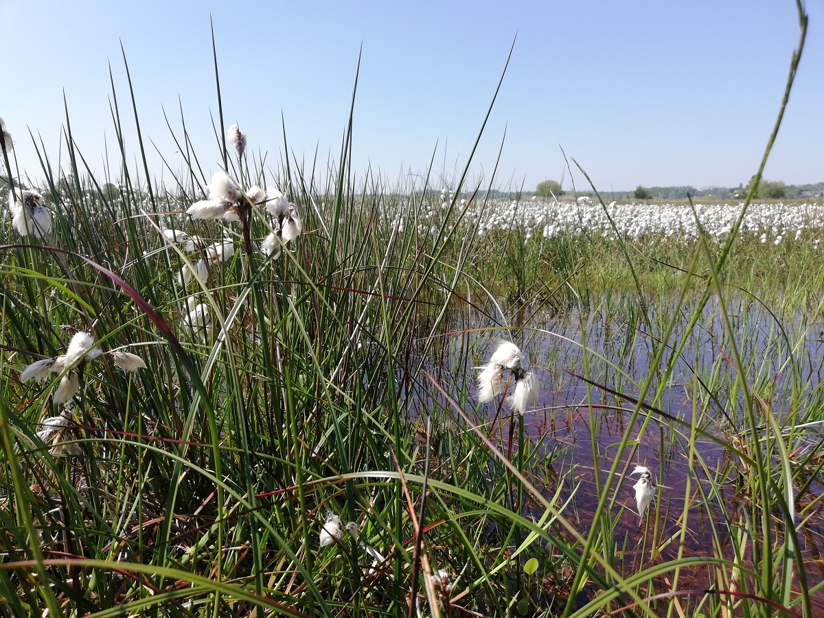 Découverte d’une tourbière au printemps Réserve Naturelle Nationale de la Sangsurière et de l'Adriennerie Doville 2026-05-06