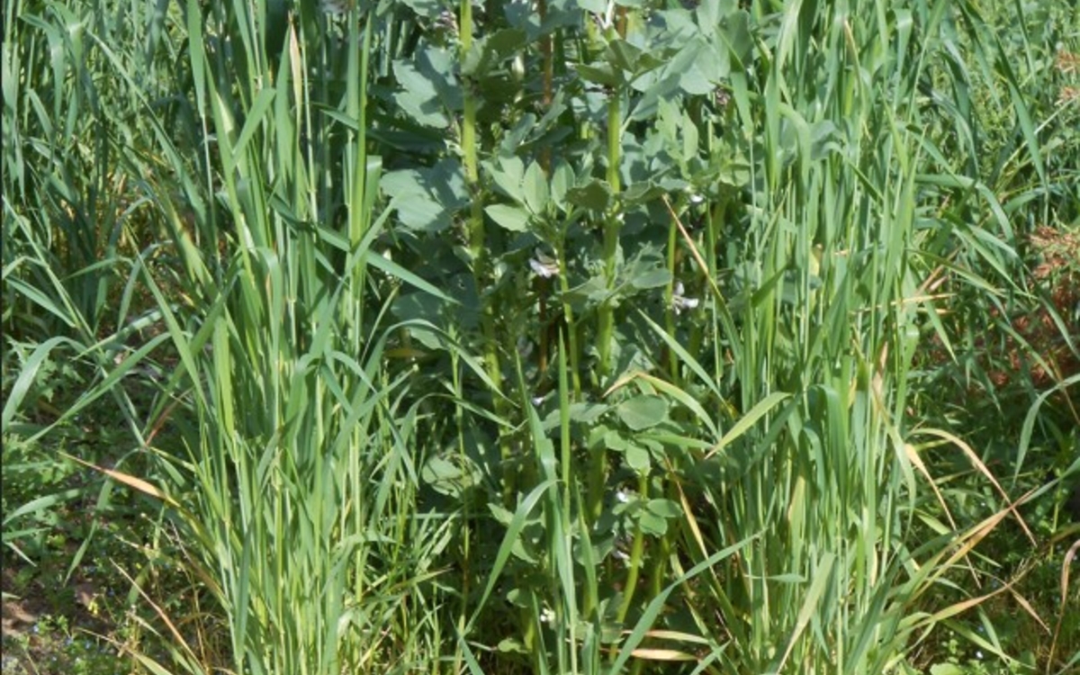 Découvrez les plantes qui nourrissent le sol : semis d’engrais vert Maison du Jardinage et du Compostage PARIS