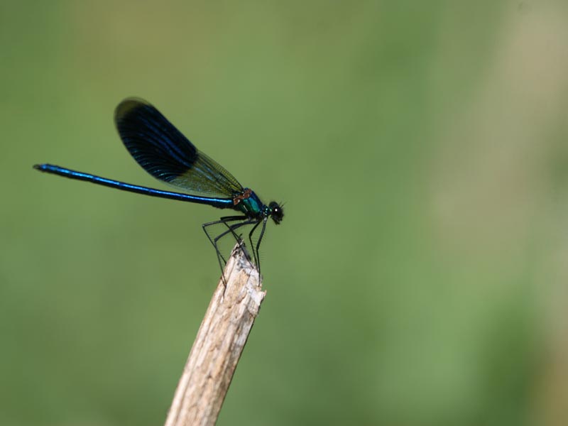 Demoiselle et libellules de la Réserve Naturelle Régionale Terres et Étangs de Brenne Massé-Foucault Le Bouchet Rosnay 2026-06-23
