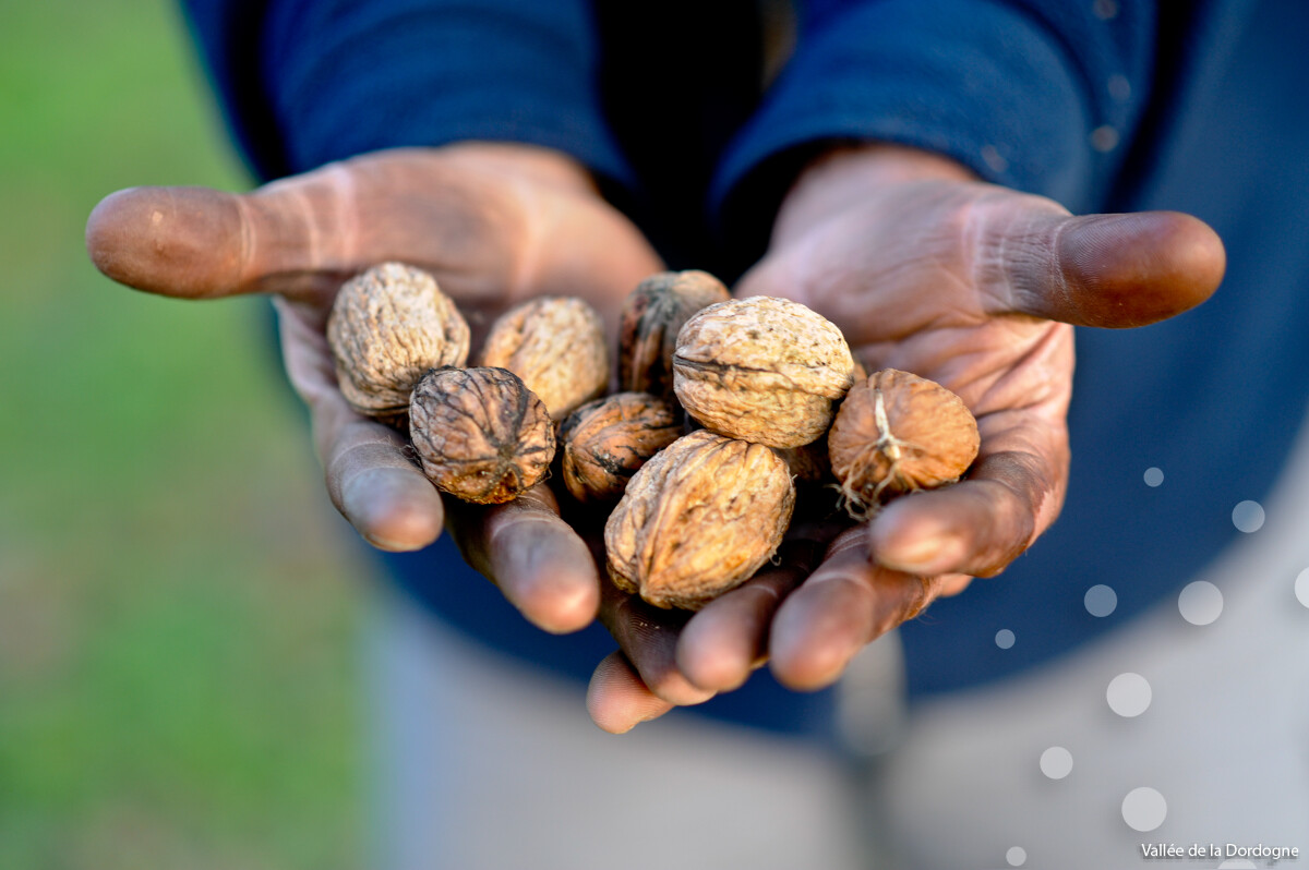 Démonstration de fabrication d'huile de noix Hopital Saint Jean Cressensac-Sarrazac 2026-06-28