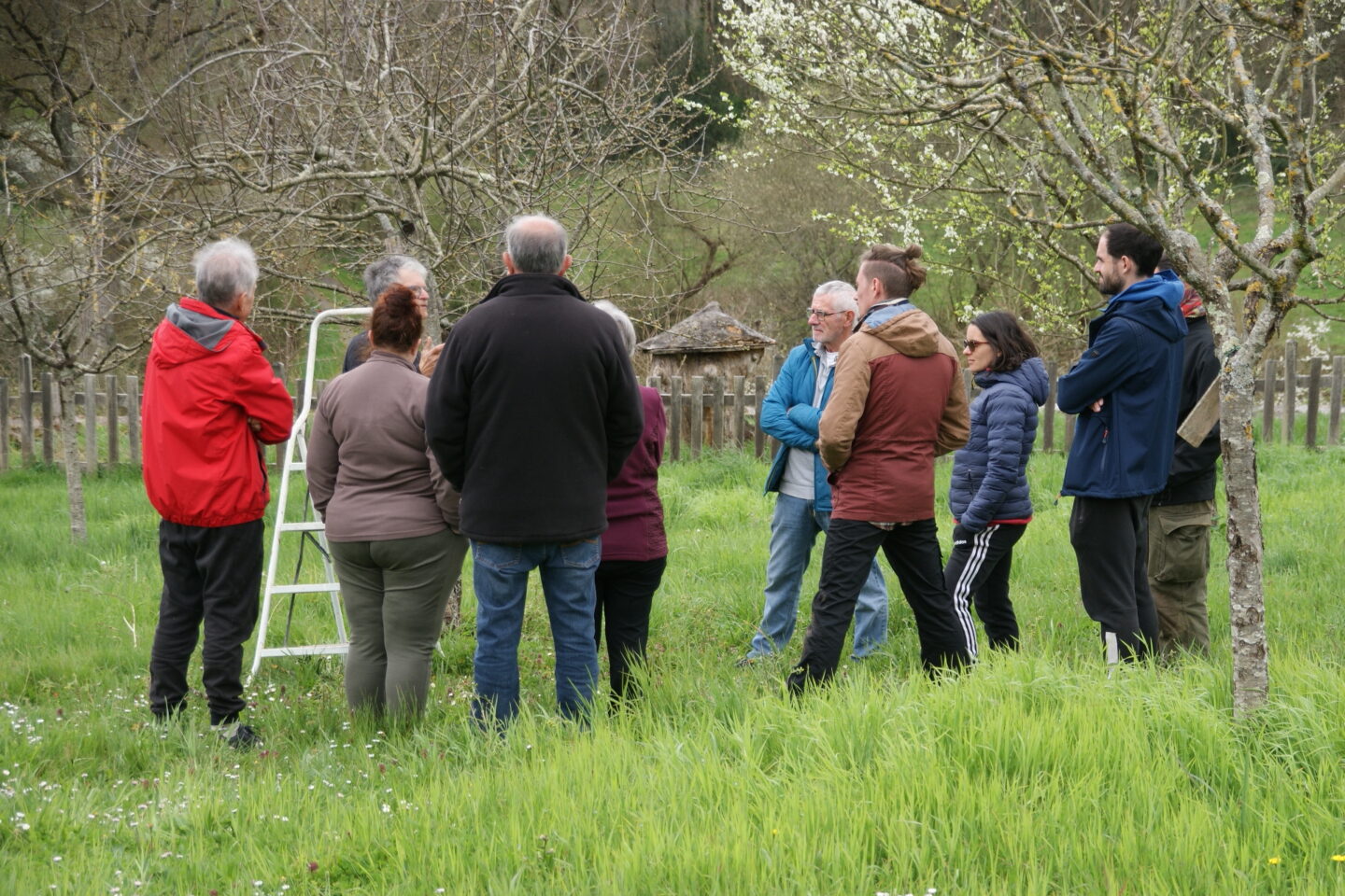 Démonstration taille et greffe au verger de l'Ecomusée du Montmorillonnais