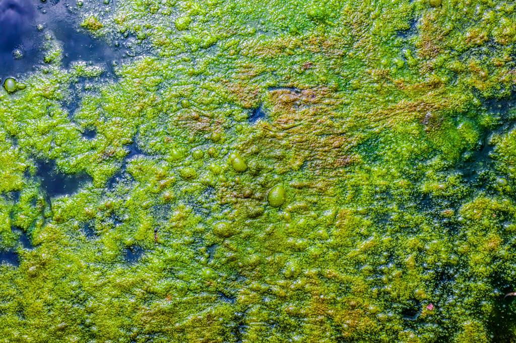 Des cyanos à Bairon ? Etude des causes et des risques sanitaires 5 rue de la Héronnière Boult-aux-Bois 2026-06-12