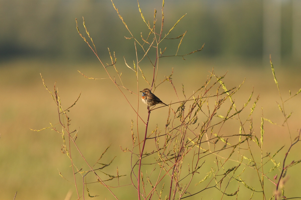 Des marais à découvrir 3 Village Les Ponts Douve Carentan-les-Marais 2026-06-14