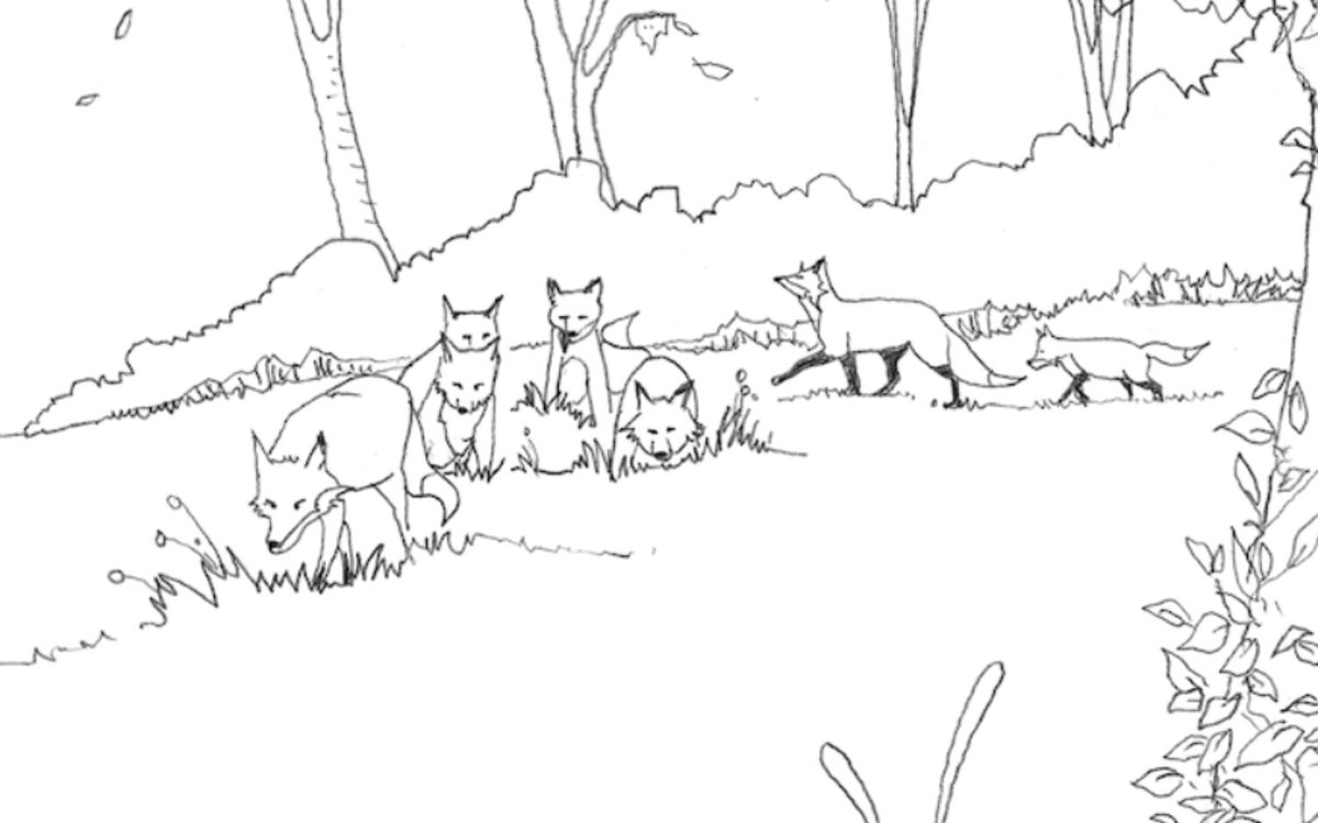 Dessine les animaux sauvages de Paris avec le Renard du Père Lachaise Maison de l'animal  Paris