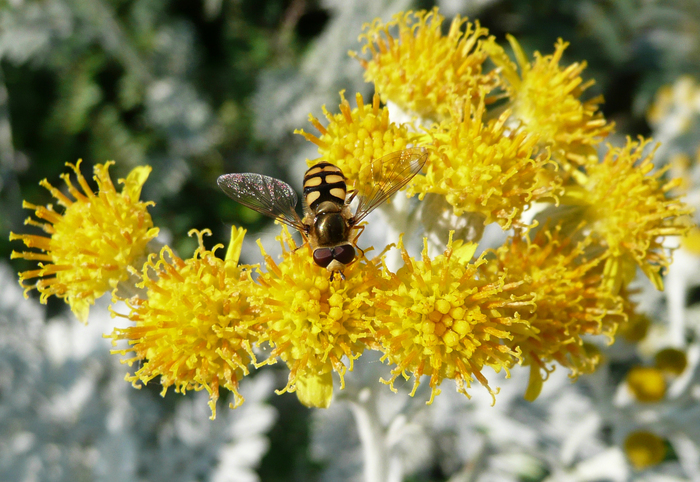 Du pollen plein les pattes... Insectes pollinisateurs du jardin Villemin Jardin Villemin - Mahsa Jîna Amini Paris
