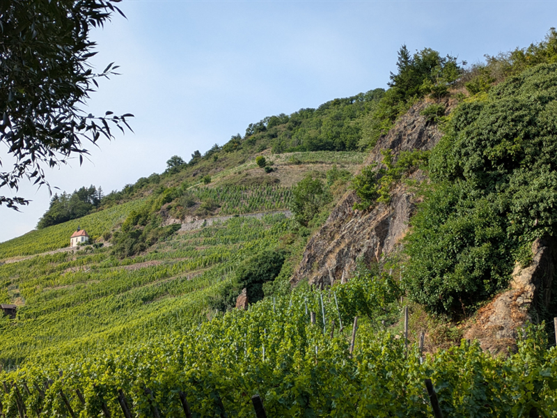 Ebike dans le vignoble du Rangen