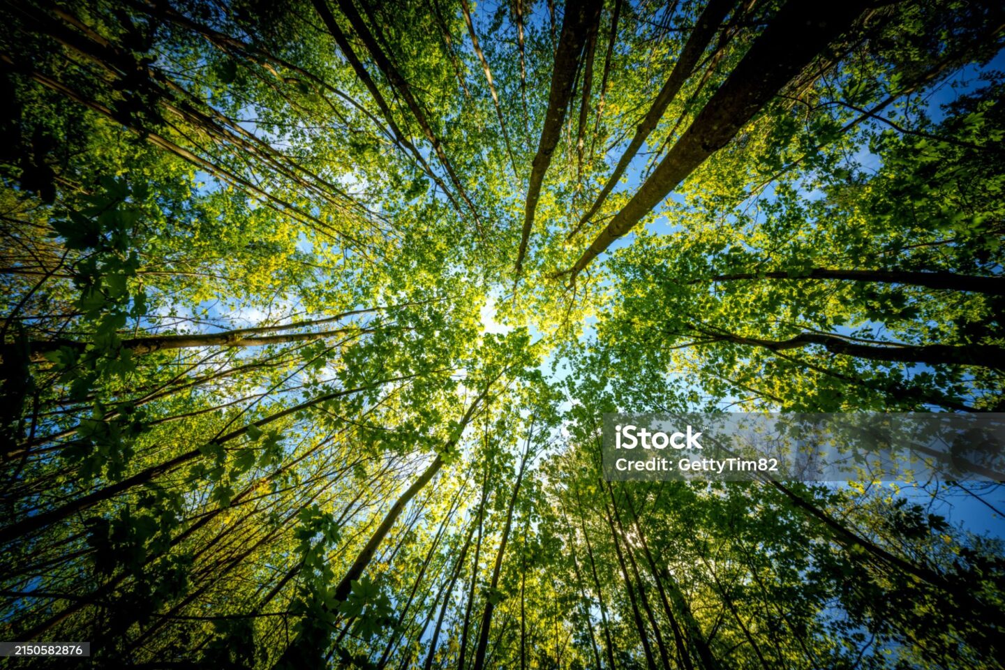 Eté actif Xylothèque sensorielle Accueil du Grand Étang Saint-Estèphe 2026-08-04