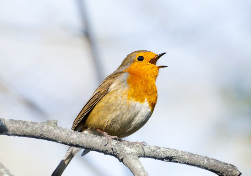 Évènement Nature & Vous A l'écoute des oiseaux Rue de la Plage Aubigny-au-Bac 2026-04-04