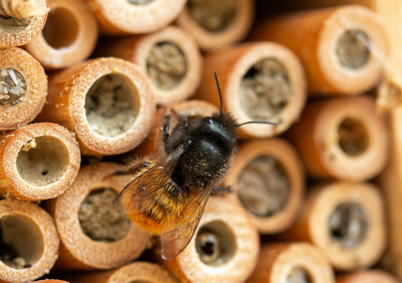 Événement Nature & Vous Bienvenue aux petits habitants du jardin ! Place de la Liberté Guesnain 2026-04-25
