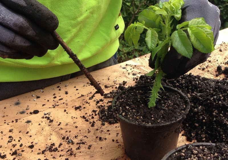 Événement Nature & Vous Multiplier ses plantes, c&rsquo;est facile !  Flines-lez-Raches