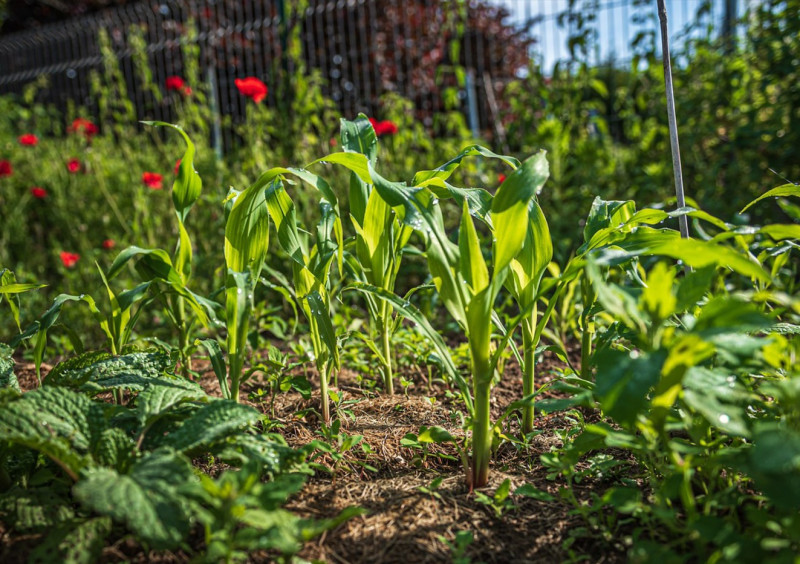 Événement Nature & Vous Secrets et astuces d&rsquo;un potager au naturel  Arleux