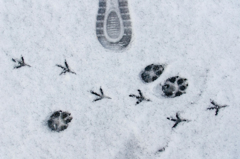 Événement Nature & Vous Sur la piste des animaux Lambres-lez-Douai