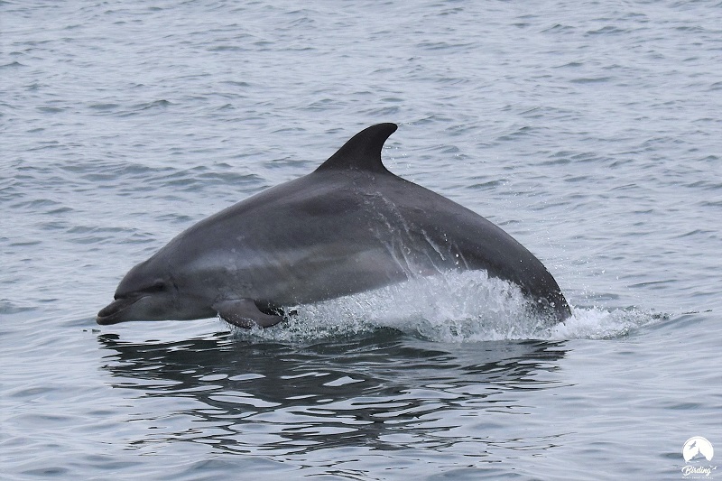 Expérience de Destination J’observe la faune marine dans les archipels de Chausey et des Minquiers Rdv devant l'entrée de la gare maritime de Granville Granville 2026-08-17