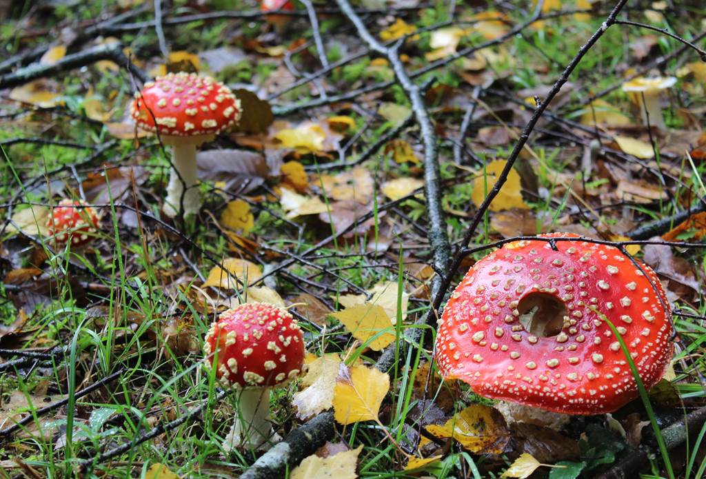 Exposition de champignons 5 rue de la Héronnière Boult-aux-Bois 2026-10-05