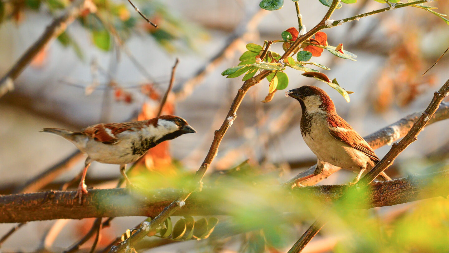 Exposition Observons les oiseaux 1 Boulevard Maurice Viollette Chartres 2026-04-03
