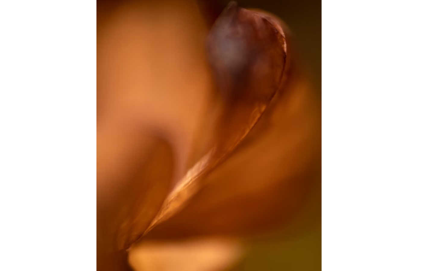 Exposition photo Abysses végétales 31