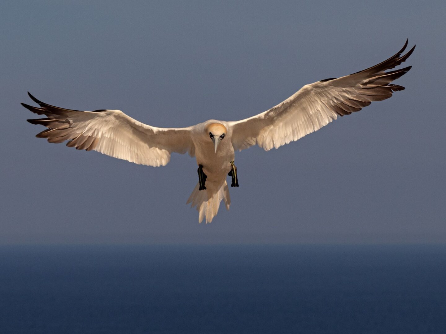 Exposition photographique Oiseaux Exposition photographique Oiseaux