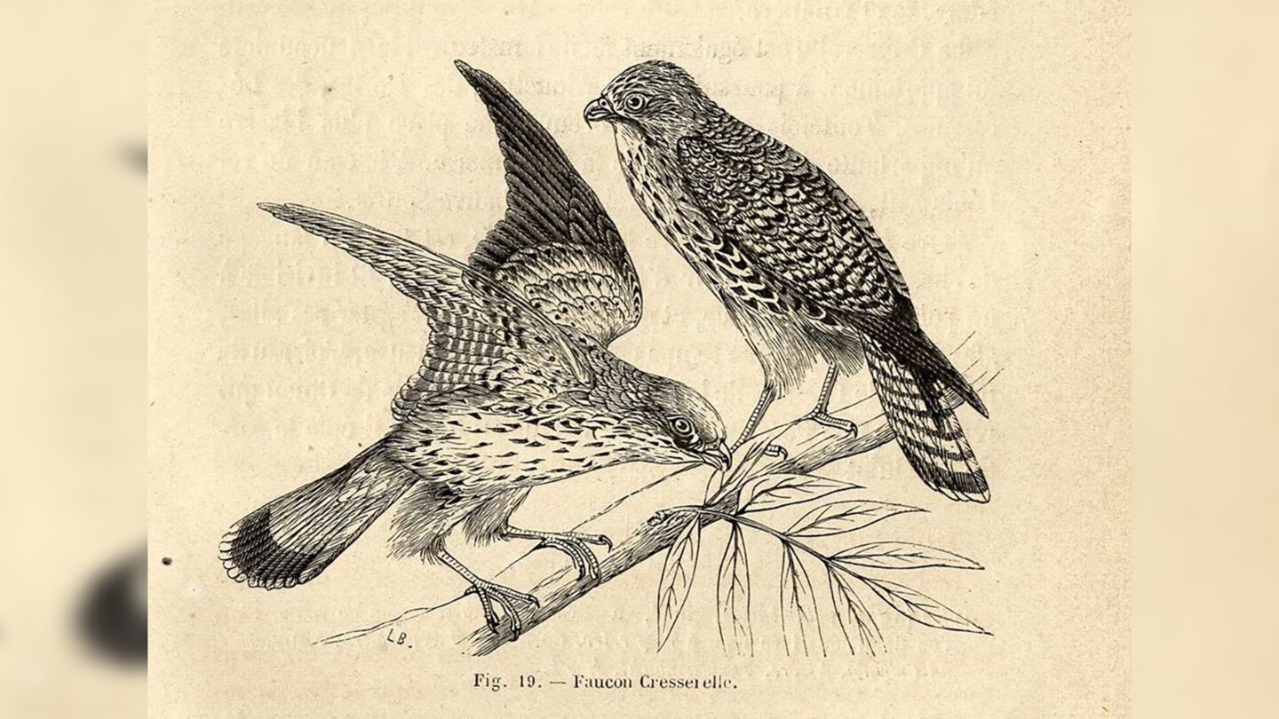 Exposition Tous à plumes