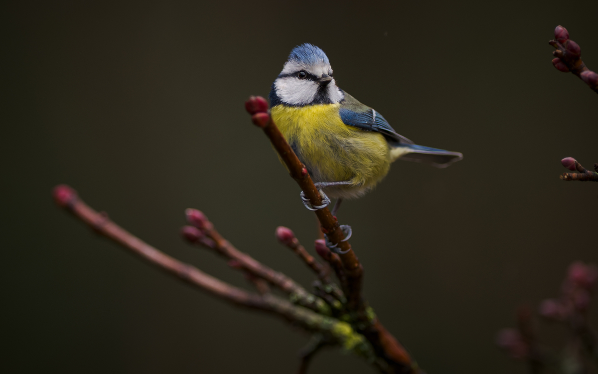 Fabrication d'abris pour les petites bêtes du jardin potager Maison du Jardinage et du Compostage PARIS