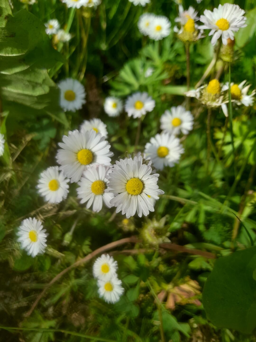 Fabrication de remèdes médicaux et tisanes  Saint-Sébastien 2026-03-21