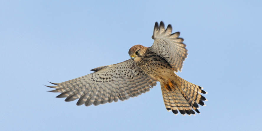 FAUCON CRÉCERELLETTE (ET AUTRES OISEAUX)  Lespignan 2026-06-12