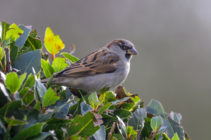 FERVAQUES/14 : Animation autour de l'exposition "Observons les oiseaux" bibliothèque Fervaques Livarot-Pays-d'Auge