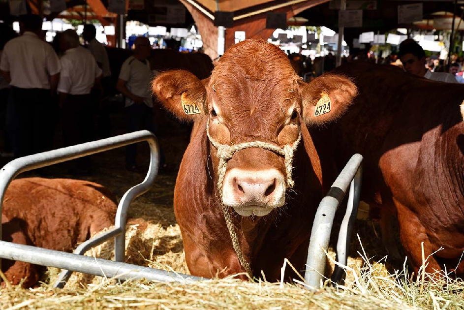 Festival de l'élevage: du bien élever au bien manger Place de la guierle Brive-la-Gaillarde 2026-08-22