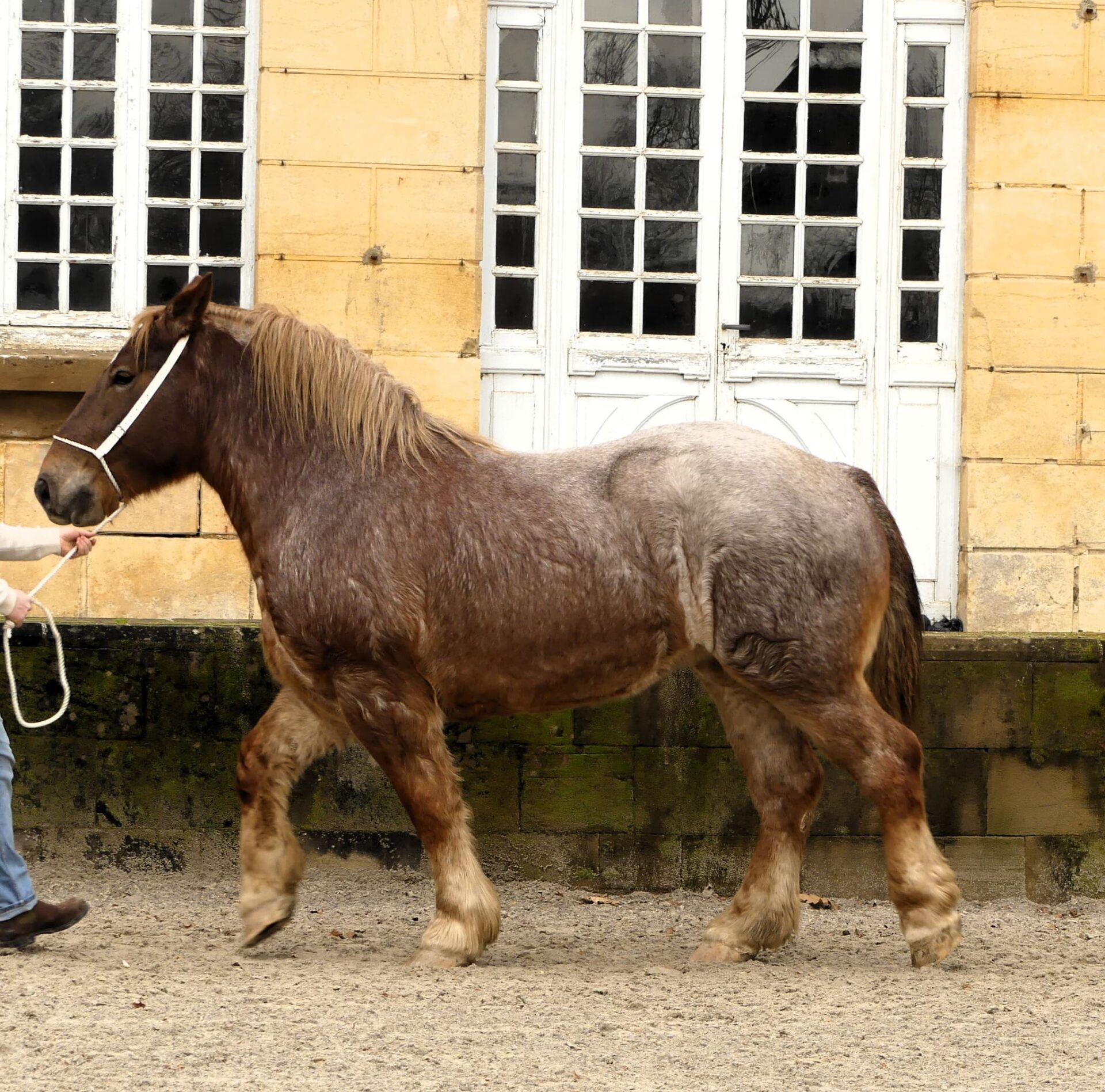 Festival du Cheval de Trait Arnac-Pompadour