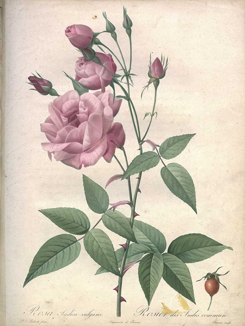 FESTIVAL LE LIVRE ET LA CORRESPONDANCE HISTOIRE DE LA ROSE  Canet-en-Roussillon 2026-05-30