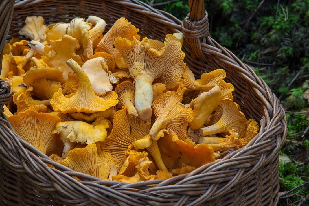 Fête du champignon Saint-Sébastien