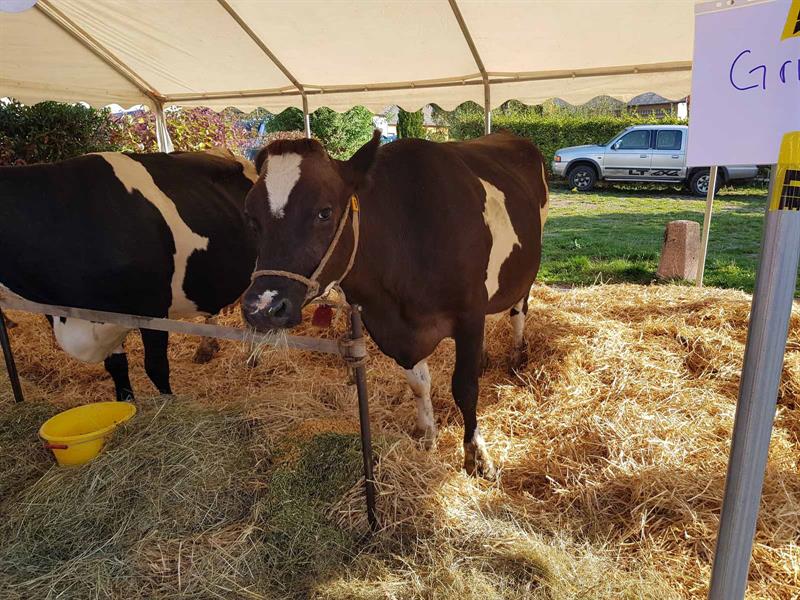 Fête du munster au Pays Welche  Lapoutroie